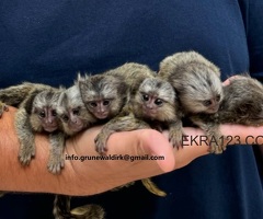 MARMOSET MONKEYS FOR SALE